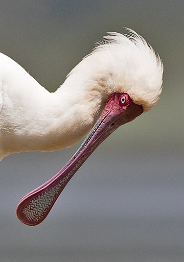 African Spoonbill head